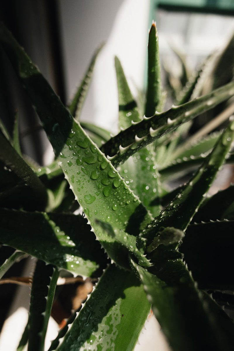 Aloe-Pflanze mit Wassertropfen auf den grünen, gezackten Blättern im Gegenlicht